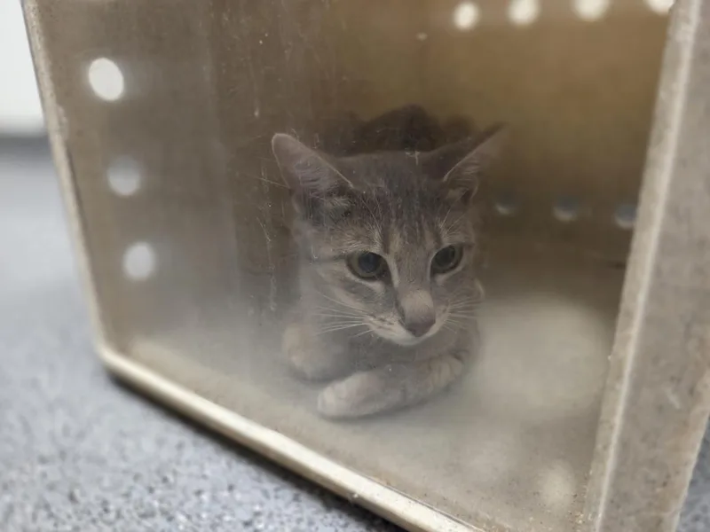 A young medium-sized female Domestic Short Hair cat named Shay for adoption in Tulsa, OK