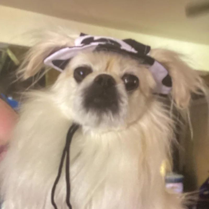 An adult small-sized female White / Cream Pekingese dog named Lucy for adoption in New Orleans, LA