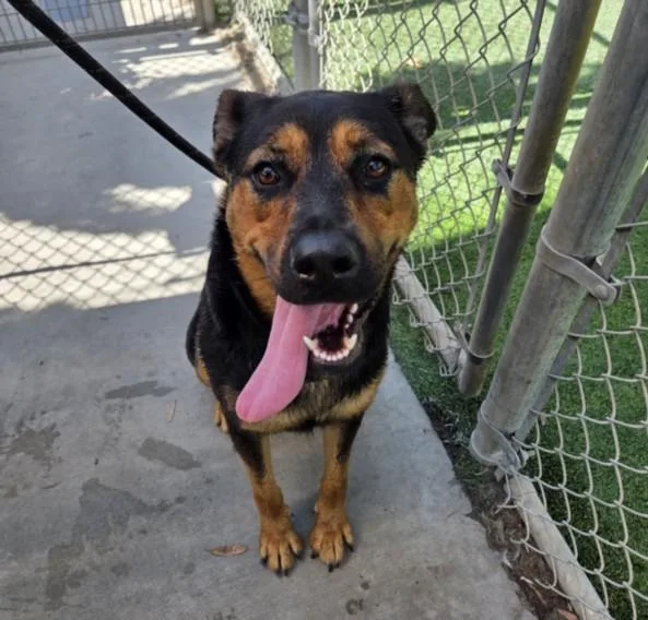 A young large-sized female Rottweiler dog named Carmen for adoption in Los Angeles, CA