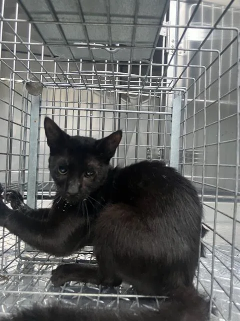 A young small-sized female Domestic Short Hair cat named Shell for adoption in Dallas, TX