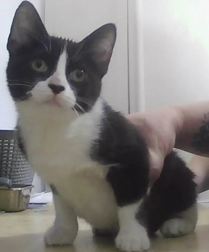 A baby small-sized female Black & White / Tuxedo Domestic Short Hair cat named Baby Bunnie for adoption in Anoka, MN