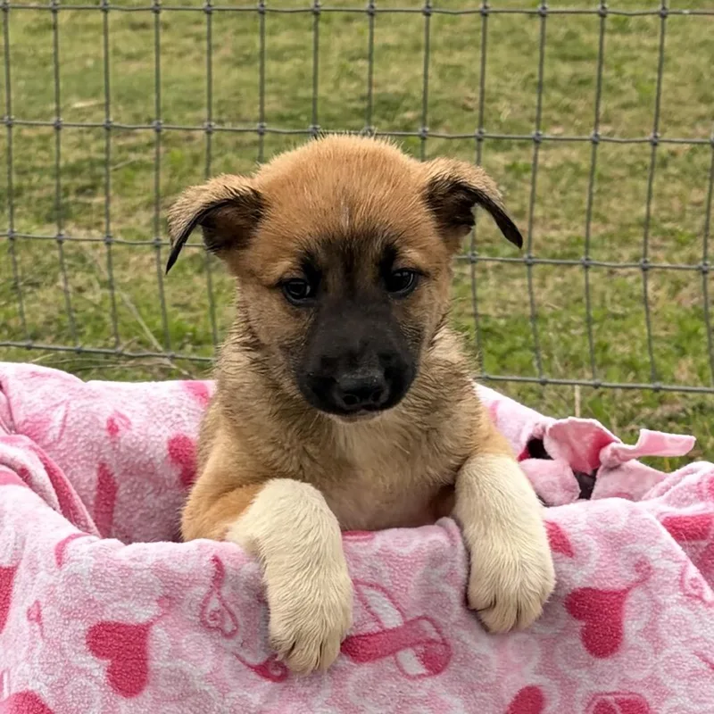 Scarlett thumbnail 2