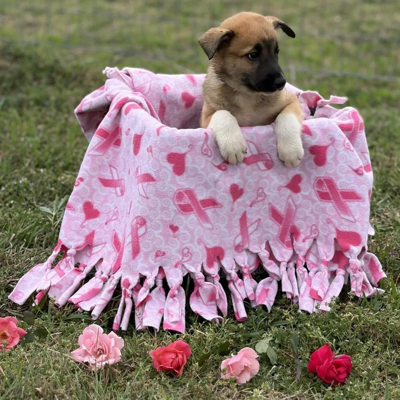 Scarlett thumbnail 3