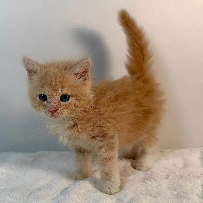 A baby small-sized male Domestic Short Hair cat named Kangaroo for adoption in Johnson City, TN