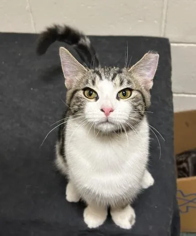 A young medium-sized male Tabby (Brown / Chocolate) Tabby cat named Bjorn for adoption in Cincinnati, OH