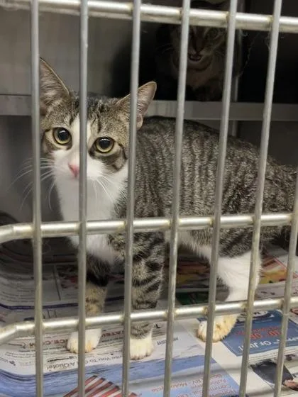 A baby medium-sized male Domestic Short Hair cat named Sox $ for adoption in Seneca, SC