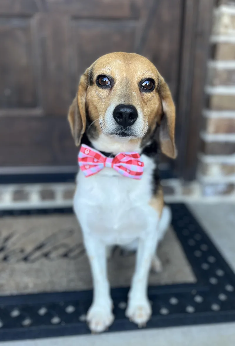 An adult small-sized male Beagle dog named Dj for adoption in University Place, WA