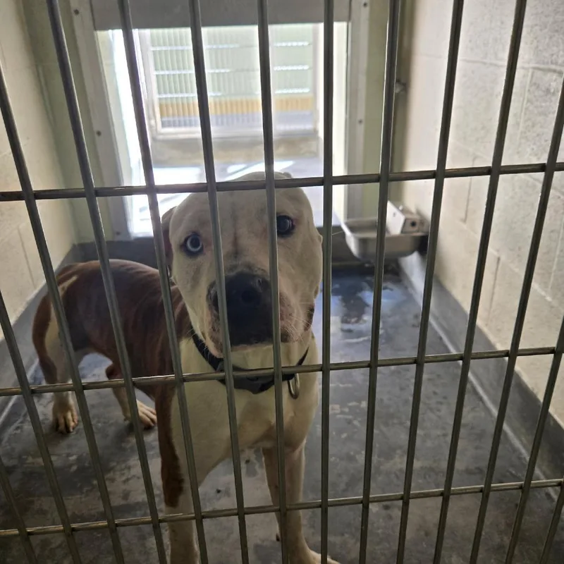 An adult large-sized male Pit Bull Terrier dog named IEPAStray for adoption in Upland, CA