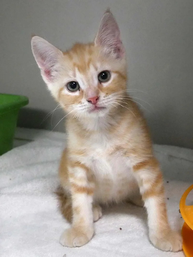 A baby small-sized male Cream Point Domestic Short Hair cat named Marshall for adoption in Bloomingdale, NJ