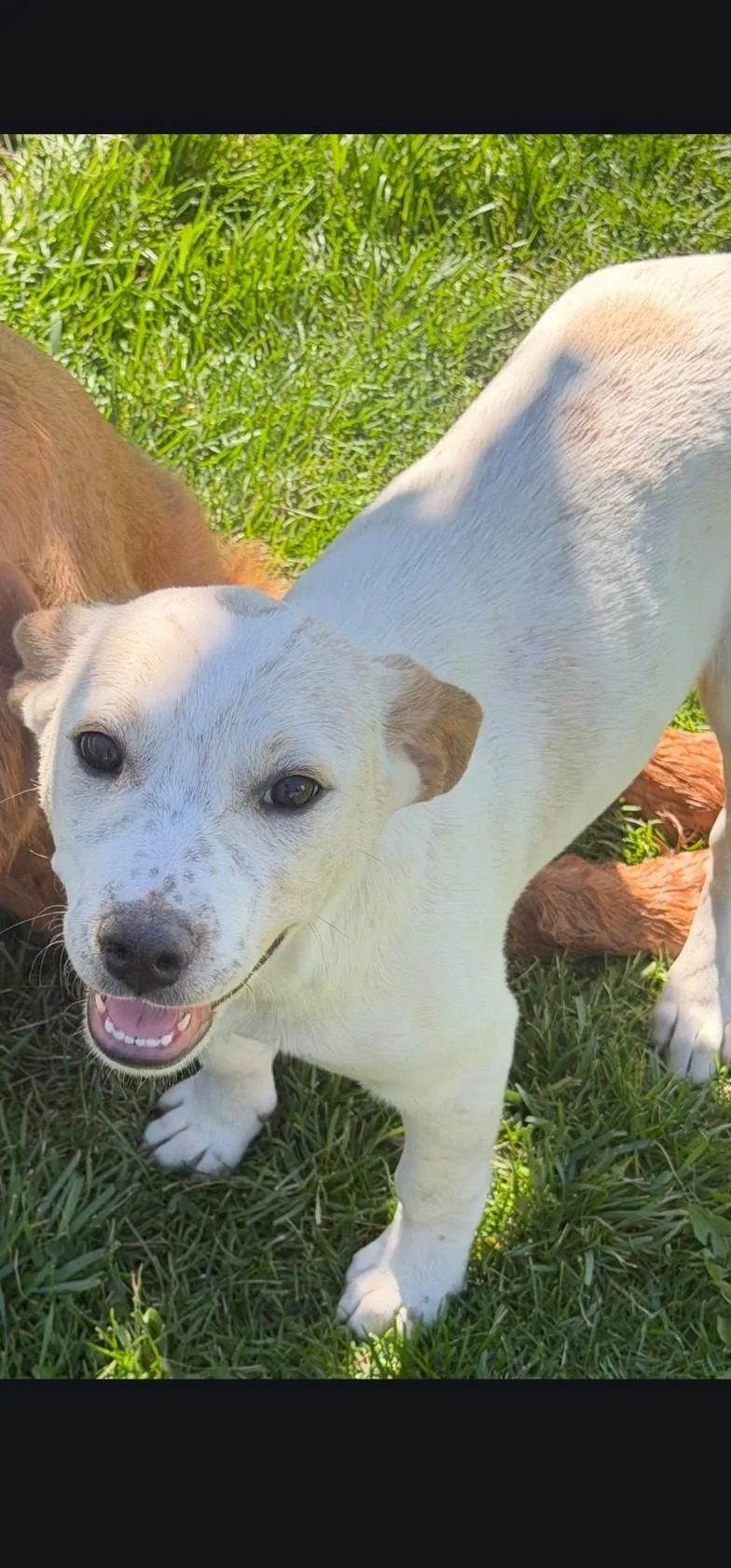 A baby small-sized female Australian Cattle Dog / Blue Heeler named Emmylou for adoption in Hardin, MT