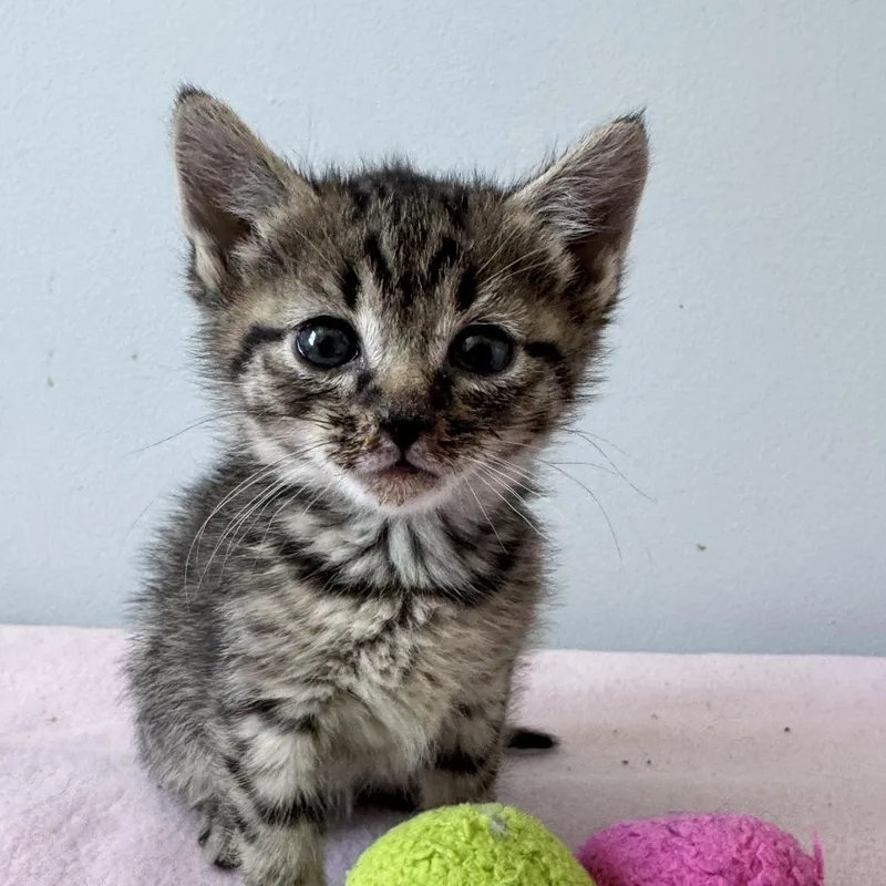 A baby small-sized male Gray / Blue / Silver Domestic Short Hair cat named Ramen Ramishvili for adoption in Merrifield, VA
