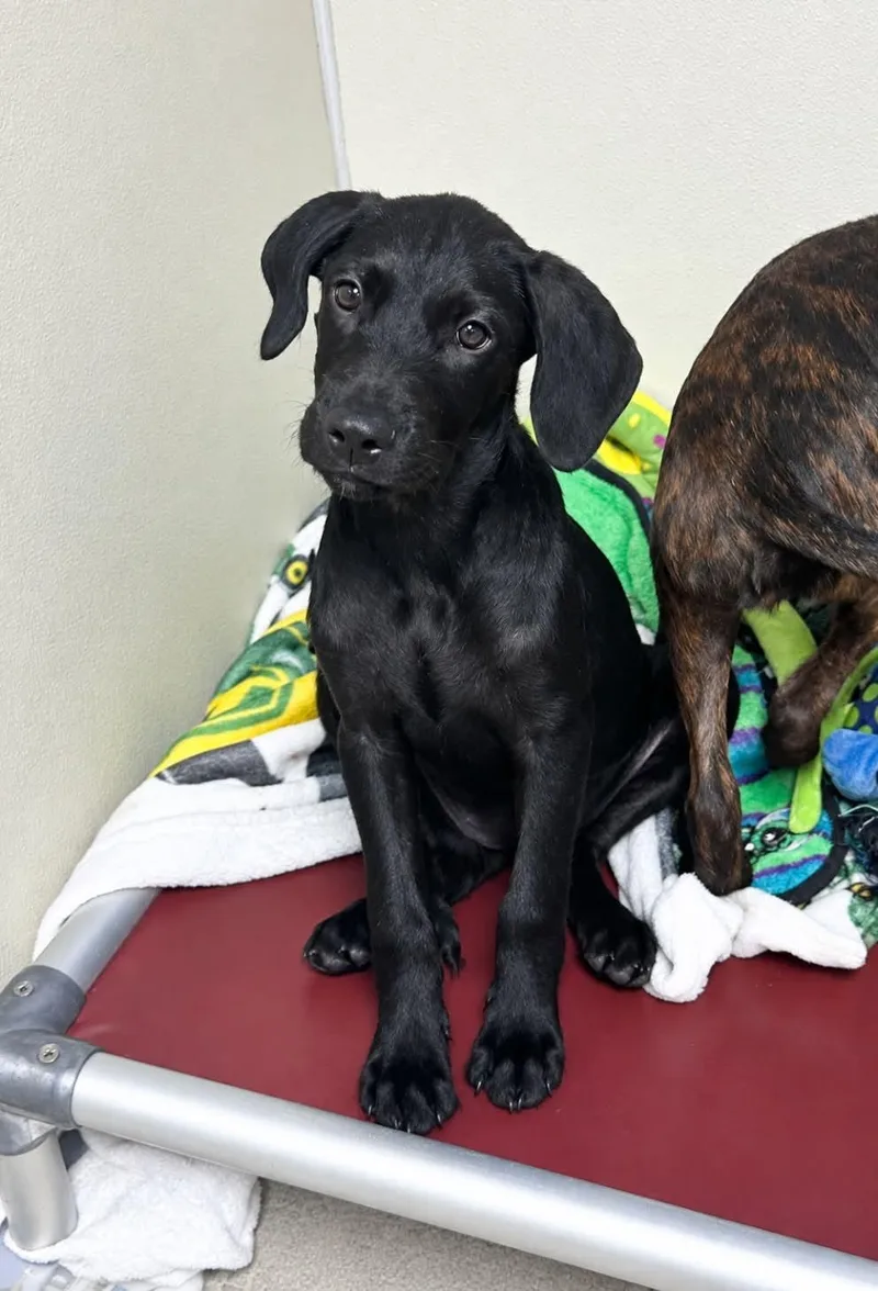 A baby large-sized female Boxer dog named Haddi for adoption in Fenton, MO
