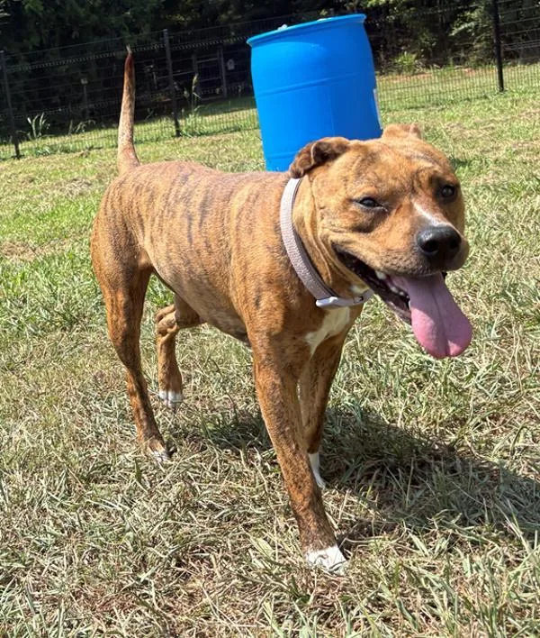 An adult large-sized female American Staffordshire Terrier dog named Blaze for adoption in Virginia Beach, VA