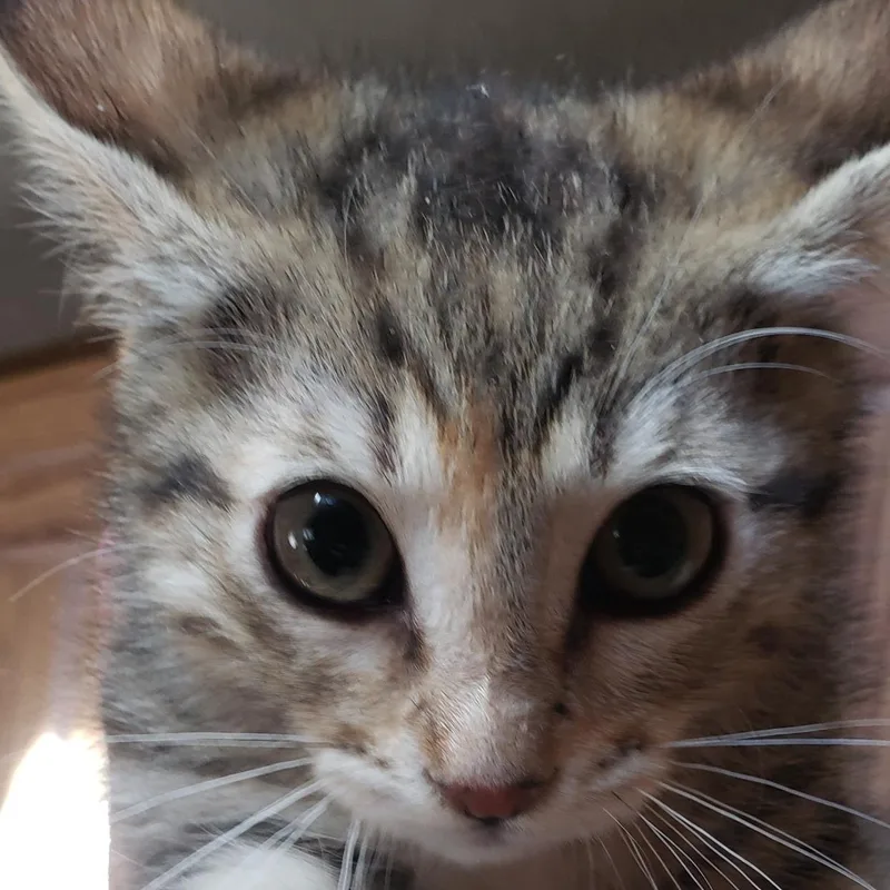 A baby medium-sized female Tortoiseshell Domestic Medium Hair cat named Gretchen for adoption in Silverton, OR