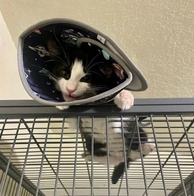 A baby medium-sized male Black & White / Tuxedo Tuxedo cat named Truffles for adoption in Tulsa, OK