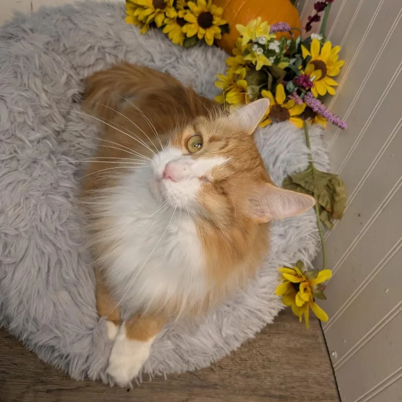 A young small-sized female Brown / Chocolate Domestic Short Hair cat named Suzuki & Mercedes Bonded for adoption in Eaton Rapids, MI
