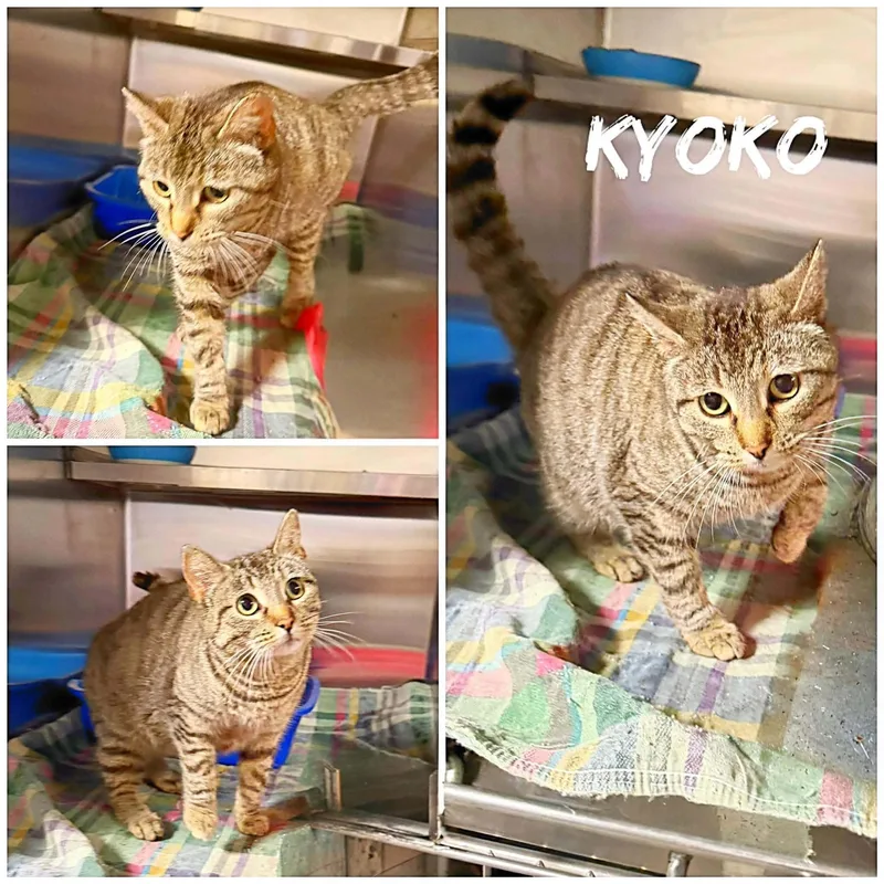 An adult medium-sized female Buff / Tan / Fawn Domestic Short Hair cat named Kyoko for adoption in Saint James, MO