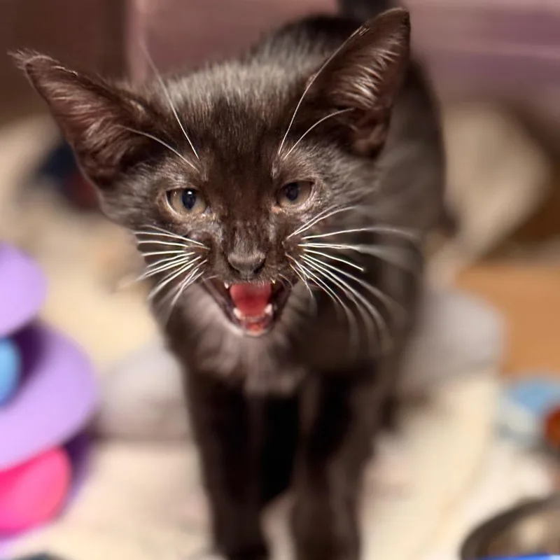 A baby small-sized female Domestic Short Hair cat named Zee Zee for adoption in Cumming, GA