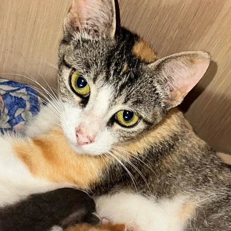 An adult medium-sized female White Domestic Short Hair cat named Tilly for adoption in Bastrop, TX