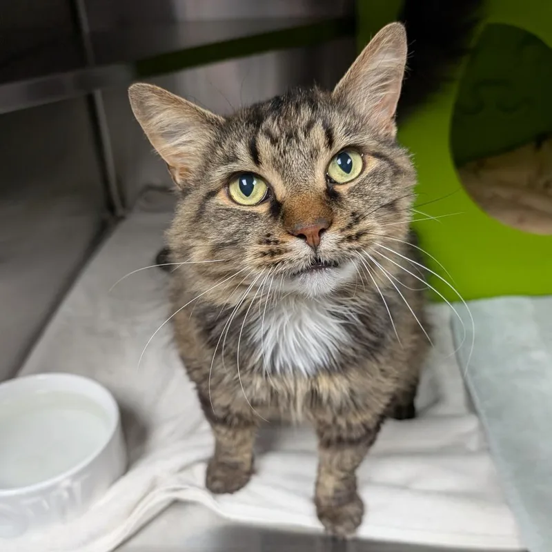 A senior large-sized female Brown / Chocolate Domestic Medium Hair cat named Dot for adoption in Brookfield, WI