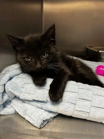 A baby medium-sized male Black Domestic Short Hair cat named Sinbad for adoption in Chambersburg, PA