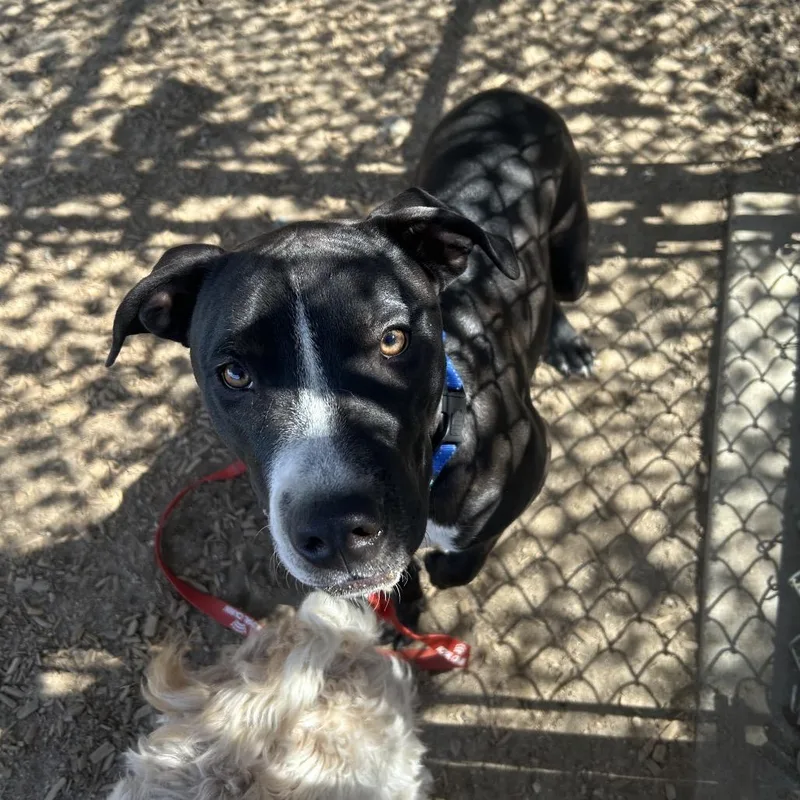 An adult large-sized male Black Mixed Breed dog named Marley for adoption in Palm Springs, CA