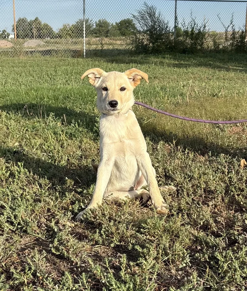 A baby medium-sized female Mixed Breed dog named Rowan for adoption in Torrington, WY