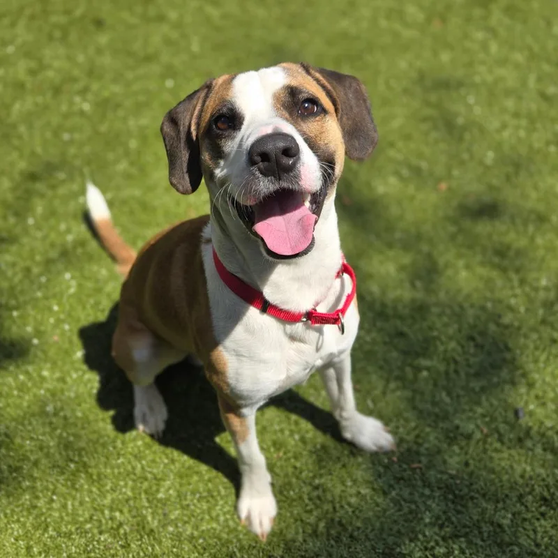 An adult medium-sized male Brown / Chocolate Hound dog named Buckey for adoption in Charlottesville, VA