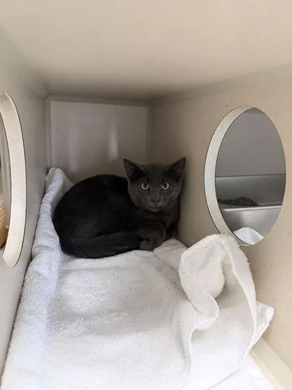 A young medium-sized male Gray / Blue / Silver Domestic Short Hair cat named Sketch for adoption in Steamboat Springs, CO