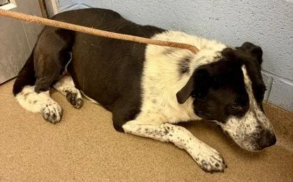 An adult large-sized male Mixed Breed dog named Norman for adoption in Chamblee, GA