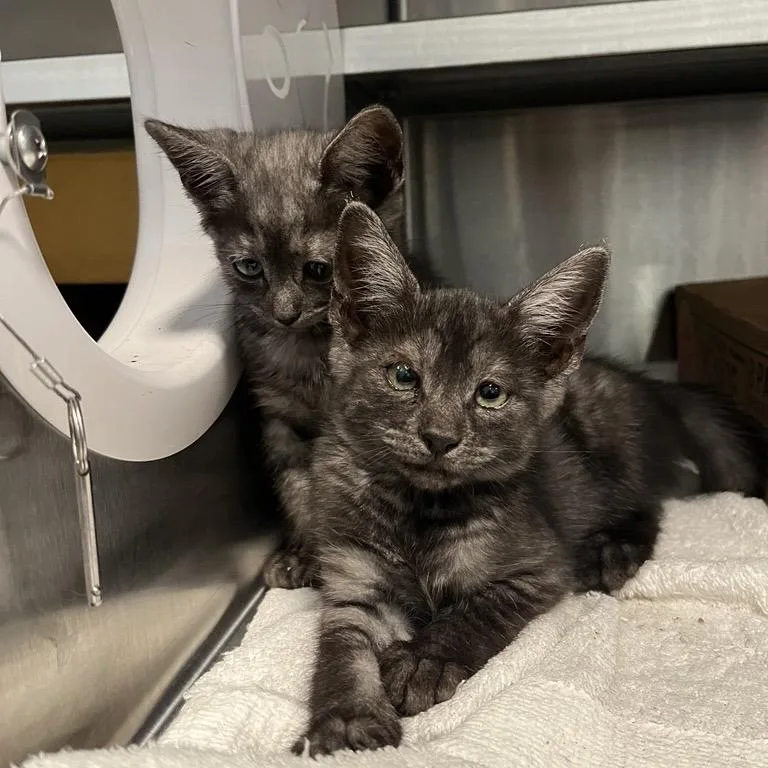 A baby small-sized female Domestic Short Hair cat named Jasmine for adoption in Los Angeles, CA