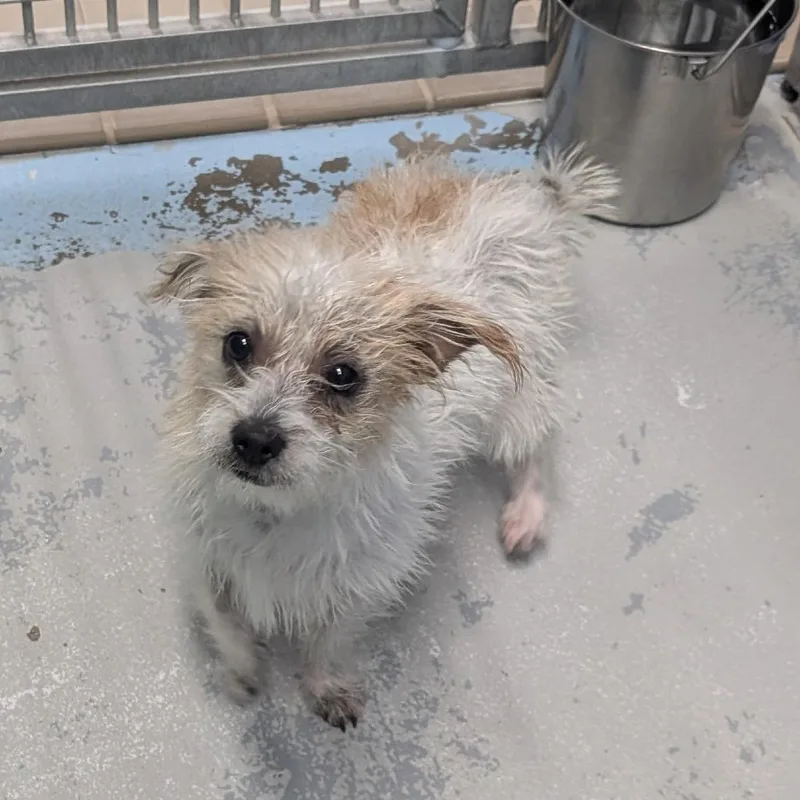 A young small-sized male White / Cream Wirehaired Terrier dog named Hutch for adoption in Bryan, TX