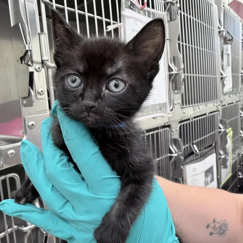 A baby small-sized male Black Domestic Short Hair cat named Abbott for adoption in Auburn, AL