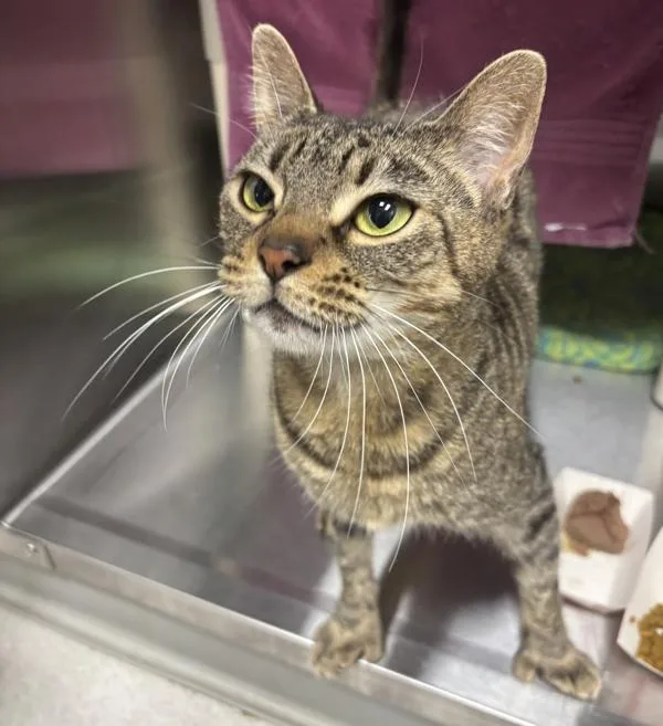 Valooshka thumbnail 2