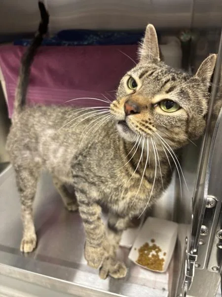 Valooshka thumbnail 3