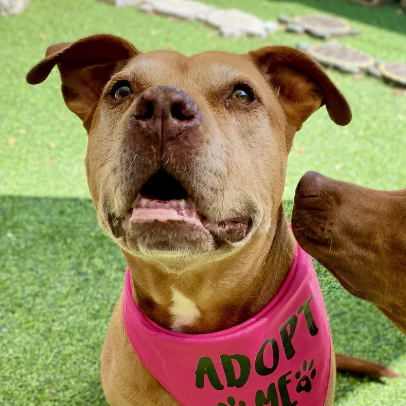 A senior large-sized female Red / Chestnut / Orange American Staffordshire Terrier dog named Brownie for adoption in Largo, FL
