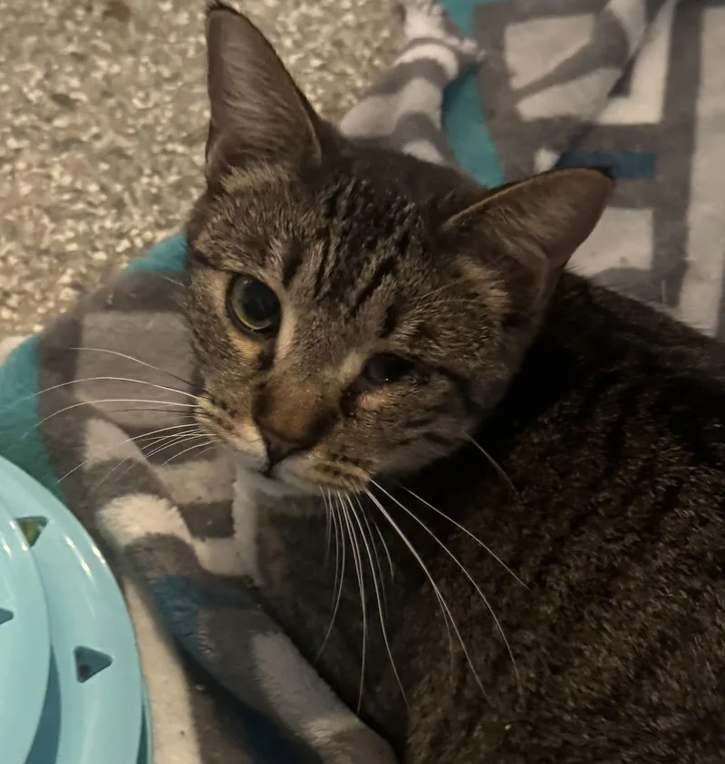 A baby medium-sized female Tabby cat named Callie for adoption in MONTGOMERY, TX