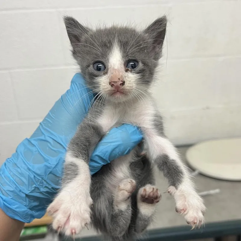 A baby small-sized male Gray / Blue / Silver Domestic Short Hair cat named Jace for adoption in Edinburg, TX