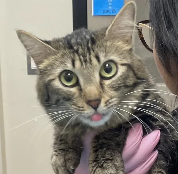 A young medium-sized female Domestic Long Hair cat named Moana for adoption in El Cajon, CA