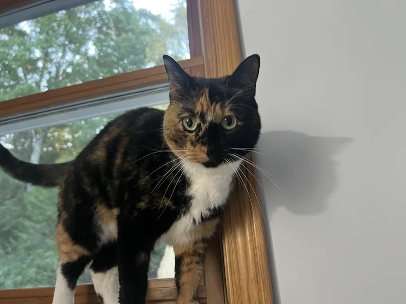 An adult medium-sized female Calico cat named Mya Selina & Zoey for adoption in Dayville, CT