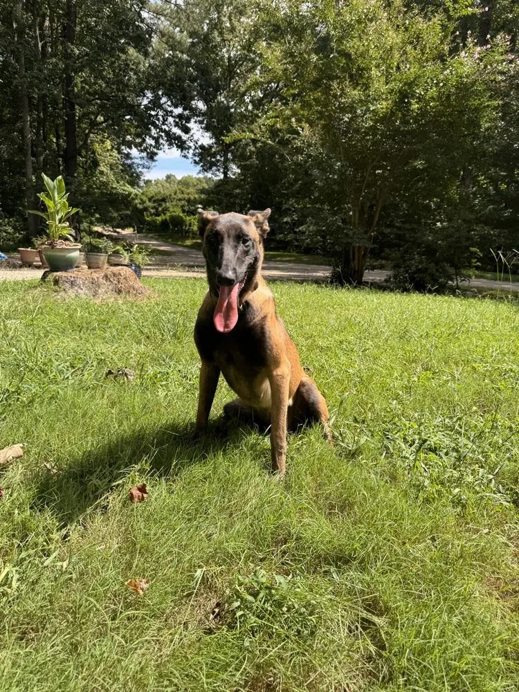 An adult large-sized female Tricolor (Brown, Black, & White) Belgian Shepherd / Malinois dog named Astra Located in for adoption in Imlay City, MI