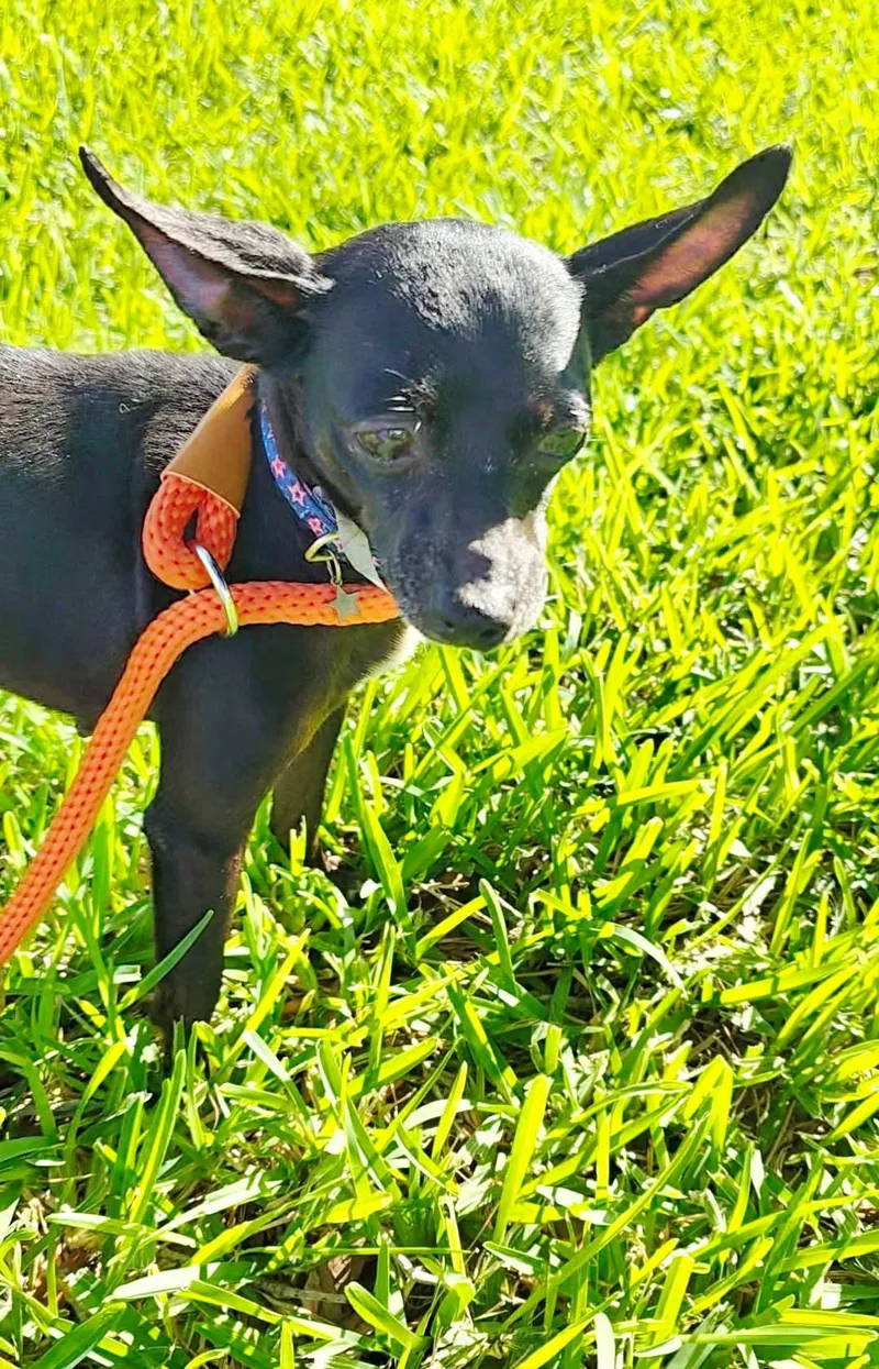 An adult small-sized female Chihuahua dog named Carrieann for adoption in Rosenberg, TX