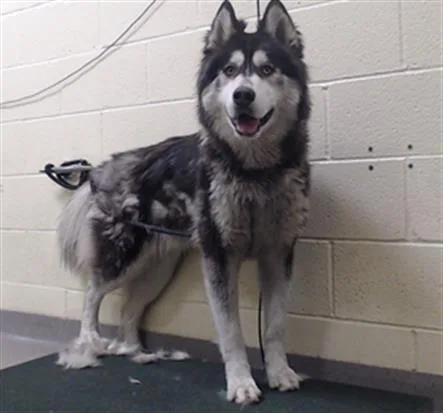 An adult medium-sized male Alaskan Malamute dog named Tig Notaro for adoption in Denver, CO