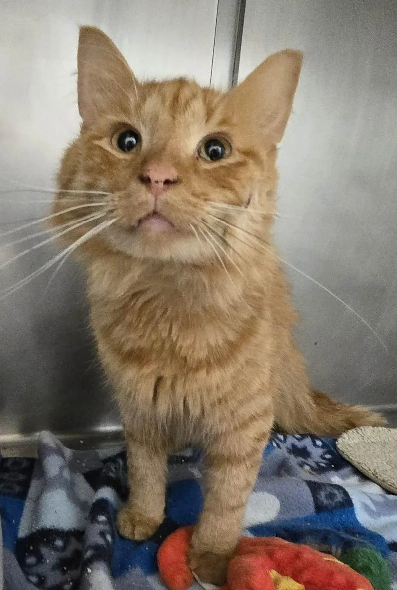 An adult medium-sized male Domestic Long Hair cat named Professor Fluffenstein for adoption in Yorkville, IL