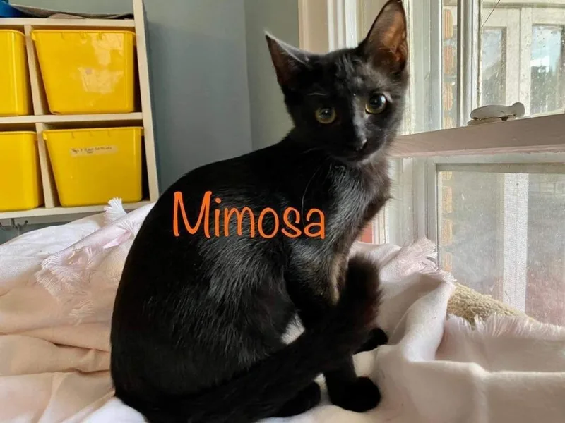 Mimosa
