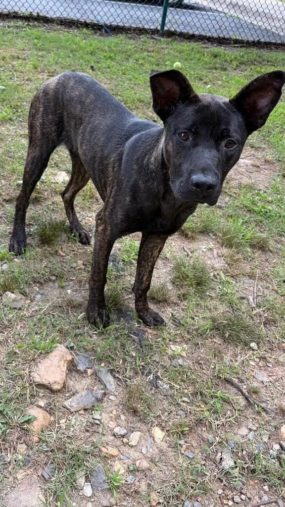 A young medium-sized male Shepherd dog named Brando for adoption in Little Rock, AR