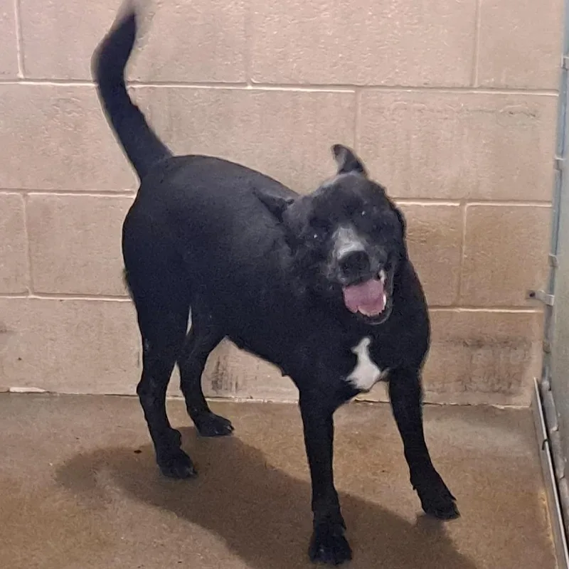 Spinelli thumbnail 2