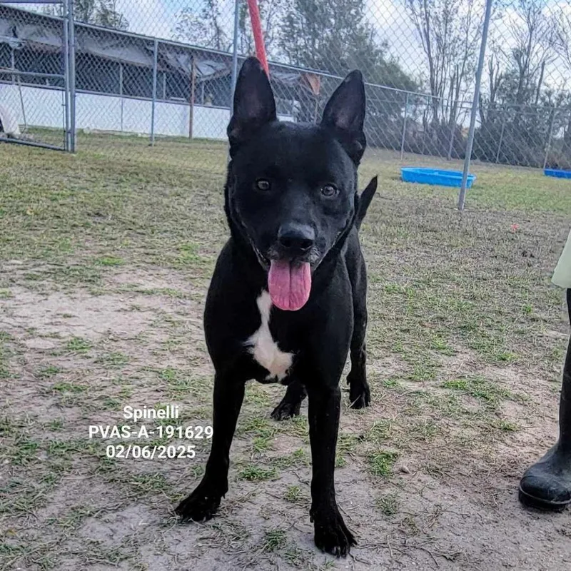 Spinelli thumbnail 3