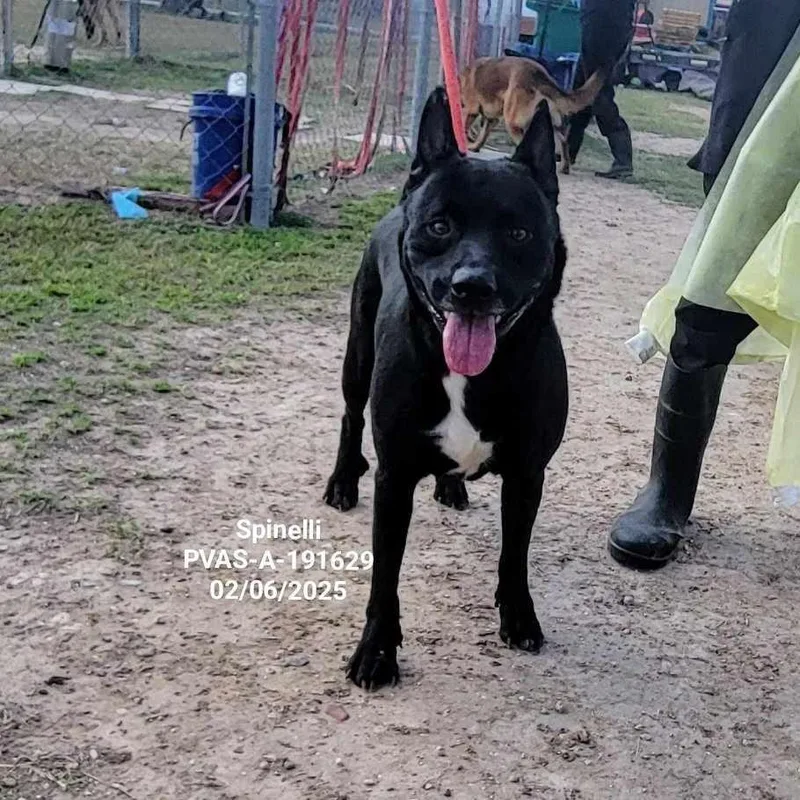 Spinelli thumbnail 4