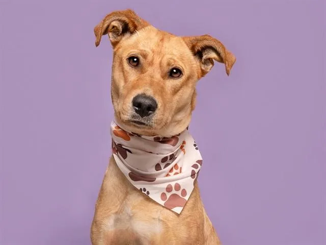 An adult large-sized female Labrador Retriever dog named Auburn for adoption in Saint Louis, MO